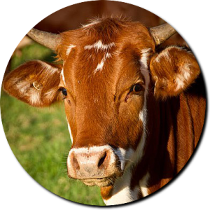 Beef