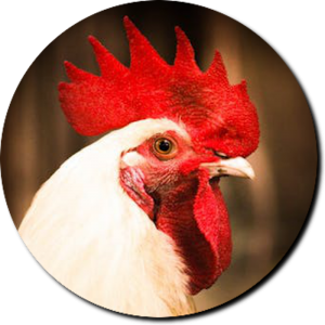 Poultry