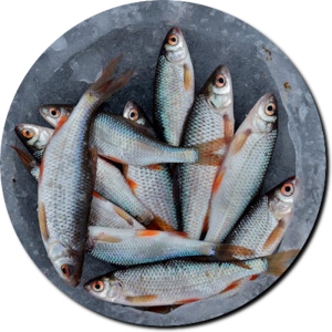 Fish